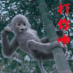 青云志小灰表情包