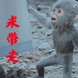 青云志小灰表情包